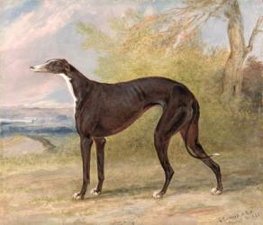 One of George Lane Fox's Winning Greyhounds: the Black and White Greyhound Bitch, Juno, also known as Elizabeth, 1822 (oil on panel) | Obraz na stenu