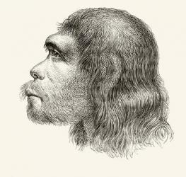 Head of a Neanderthal Man, from 'Nuestro Siglo', published Barcelona, 1883 (litho) | Obraz na stenu