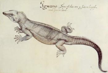 Iguana (litho) | Obraz na stenu
