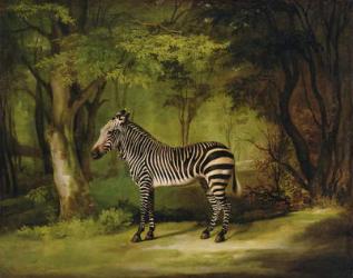 A Zebra, 1763 (oil on canvas) | Obraz na stenu