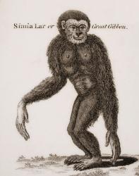 Simia Lar, Great Gibbon. Engraved by Barlow, 18th century. | Obraz na stenu