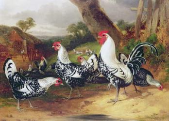 Cockerels in a Landscape | Obraz na stenu