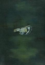 Moth Wing, 2014, (oil on canvas) | Obraz na stenu