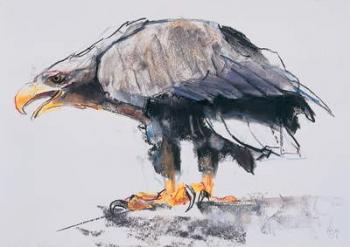 White tailed Sea Eagle, 2001 (charcoal & conte on paper) | Obraz na stenu