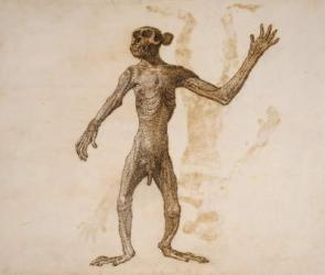 Monkey Standing, Anterior View (pen & ink over graphite on paper) | Obraz na stenu