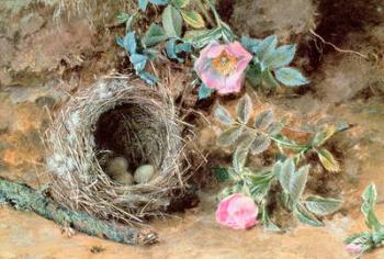 Wild Roses and Birds' Nests | Obraz na stenu