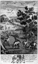 A keeper choosing out of the herd a fat buck to be shot and run down, from 'The Gentleman's Recreation' published by Richard Blome, 1686 (engraving) | Obraz na stenu