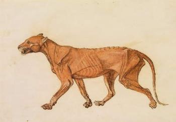 Tiger, Lateral View, Skin Removed, from 'A Comparative Anatomical Exposition of the Structure of the Human Body with that of a Tiger and a Common Fowl' (red chalk and ink on paper) | Obraz na stenu