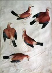 Five Jays, from the Vallardi Album (w/c on paper) | Obraz na stenu