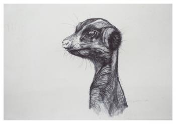 Meerkat,2016,(biro on paper) | Obraz na stenu