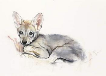 Curled Arabian Wolf Pup, 2009 (conte & charcoal on paper) | Obraz na stenu