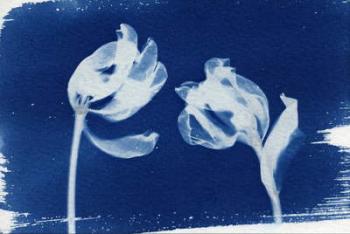 Tulips, 2013 (cyanotype) | Obraz na stenu