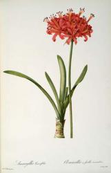 Amaryllis Curvifolia, 1809, from `Les Liliacees' by Pierre Redoute, 8 volumes, published 1805-16, (coloured engraving) | Obraz na stenu