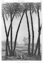 View of the ruins of Memphis seen from the south east, engraved by Jean Louis Delignon (1755-1804) (engraving) (b/w photo) | Obraz na stenu