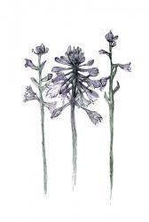 Agapanthus, 2017 (watercolour, pigment ink) | Obraz na stenu