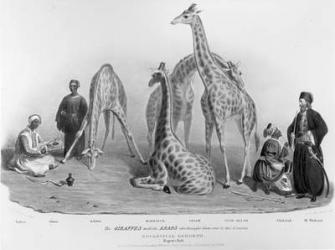 The Giraffes with the Arabs who brought them over to this country, Zoological Gardens, Regent's Park, 1836 (litho) (b/w photo) | Obraz na stenu