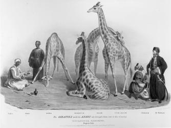 The Giraffes with the Arabs who brought them over to this country, Zoological Gardens, Regent's Park, 1836 (litho) (b/w photo) | Obraz na stenu