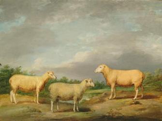 Ryelands Sheep, the King's Ram, the King's Ewe and Lord Somerville's Wether, c.1801-07 (oil on panel) | Obraz na stenu