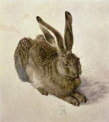 Hare, 1502 (w/c on paper) | Obraz na stenu