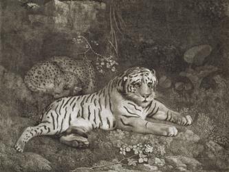 Two Tygers, engraved by the artist, pub. 1788 (etching) | Obraz na stenu