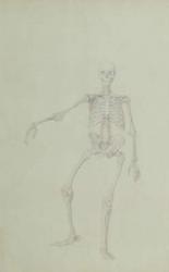 Human Skeleton, Anterior View, Right Arm Outstretched, illustration from 'A Comparative Anatomical Exposition of the Structure of the Human Body with that of a Tiger and a Common Fowl', 1795-1806 (graphite on thin wove paper) | Obraz na stenu