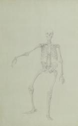 Human Skeleton, Anterior View, Right Arm Outstretched, illustration from 'A Comparative Anatomical Exposition of the Structure of the Human Body with that of a Tiger and a Common Fowl', 1795-1806 (graphite on thin wove paper) | Obraz na stenu