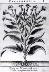 A Tobacco Plant, 1622 (engraving) (b/w photo) | Obraz na stenu