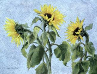 Sunflowers, 1996 (pastel) | Obraz na stenu