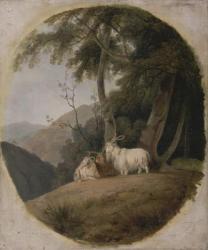 Kashmir Goats, c.1780-1820 (oil on canvas) | Obraz na stenu