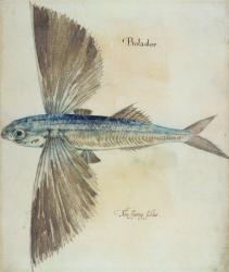 Flying-Fish (litho) | Obraz na stenu