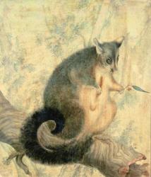 The Possum | Obraz na stenu