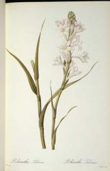 Polianthes Tuberosa, from `Les Liliacees', 1806 (coloured engraving) | Obraz na stenu