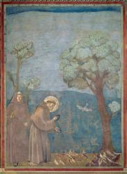 St. Francis Preaching to the Birds, 1297-99 (fresco) | Obraz na stenu