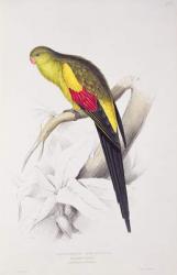 Black-Tailed Parakeet (colour litho) | Obraz na stenu
