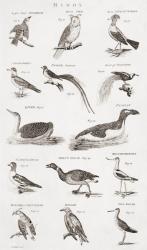 Different types of birds (engraving) | Obraz na stenu