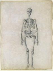 The Human Skeleton, anterior view, from the series 'A Comparative Anatomical Exposition of the Structure of the Human Body with that of a Tiger and a Common Fowl', 1795-1806 (graphite on paper) | Obraz na stenu