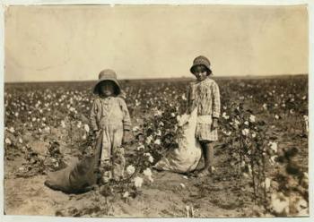 Jewel and Harold Walker, 6 and 5 years old, pick 20 to 25 pounds of cotton a day at Geronimo,Comanche County Oklahoma, 1916 (b/w photo) | Obraz na stenu