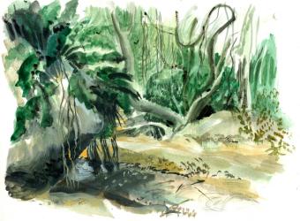 Tyrona, jungle | Obraz na stenu