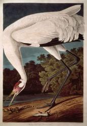 Whooping Crane, from 'Birds of America' | Obraz na stenu