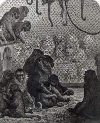 'London' Monkeys (engraving) (b/w photo) | Obraz na stenu