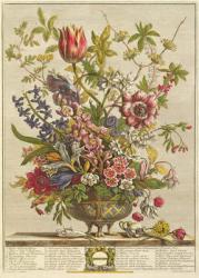 February, from `Twelve Months of Flowers' by Robert Furber (c.1674-1756) engraved by Henry Fletcher (colour engraving) | Obraz na stenu