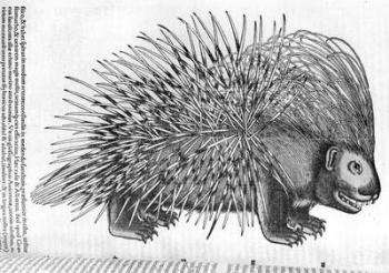Porcupine, from 'Historia Animalium' by Conrad Gesner (1516-65) 1551 (engraving) (b/w photo) | Obraz na stenu