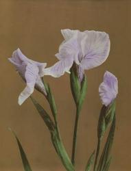 Iris Kaempfer, 1896 (hand-coloured collotype) | Obraz na stenu