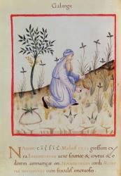 Ms 3054 f.22 Harvesting galangal, from 'Tacuinum Sanitatis' (vellum) | Obraz na stenu
