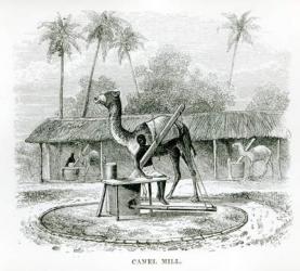 Camel Mill, from 'Travels in Africa' by J.F Elton, 1879 (engraving) (b/w photo) | Obraz na stenu