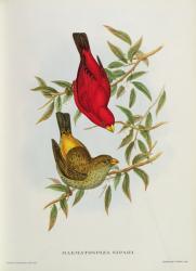 Haematospiza Sipahi, illustration from 'Birds of Asia', Vol. I, Parts I-VI,by John Gould, 1850-54 (colour litho) | Obraz na stenu