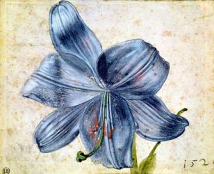 Study of a lily, 1526 (w/c on paper) | Obraz na stenu