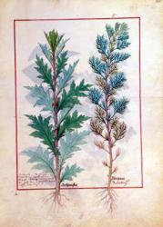 Ms Fr. Fv VI #1 fol.120r Two varieties of Artemesia, illustration from 'The Book of Simple Medicines' by Mattheaus Platearius (d.c.1161) c.1470 | Obraz na stenu