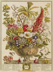 December, from 'Twelve Months of Flowers' by Robert Furber (c.1674-1756) engraved by Henry Fletcher (colour engraving) | Obraz na stenu