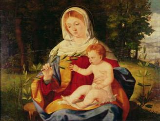 The Virgin and Child with a shoot of Olive, c.1515 (oil on wood) | Obraz na stenu